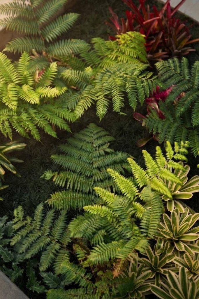 Plants - Pod & Petal